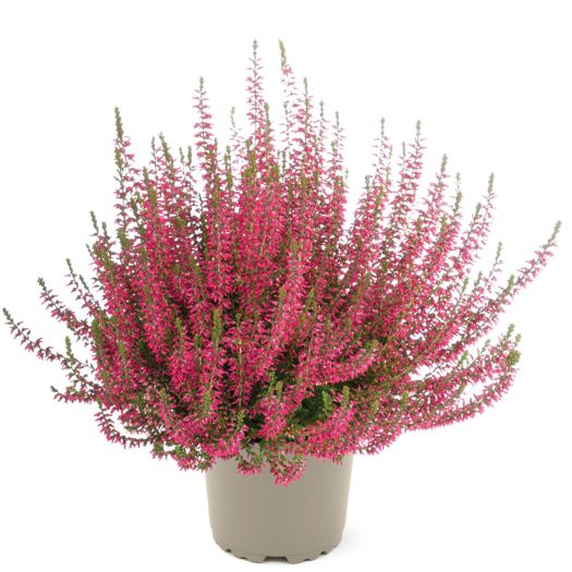Calluna `Garden Girls` winterhart T12