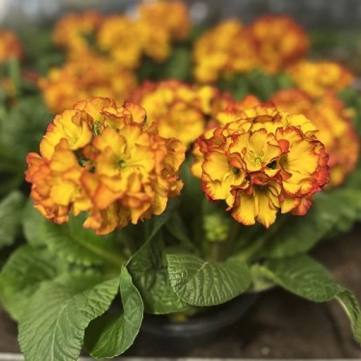 Primula elatior Schale (3 Stiel-Primel)