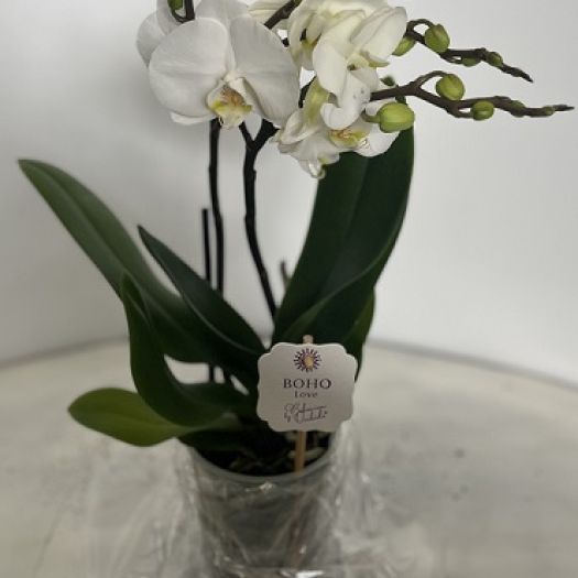 Phalaenopsis `BOHO LOVE` T12