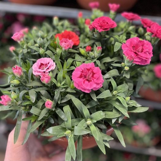 Dianthus caryoph. Schale 5er