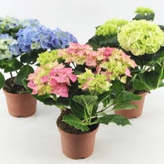 Hydrangea (Tischhortensie) Midi T10