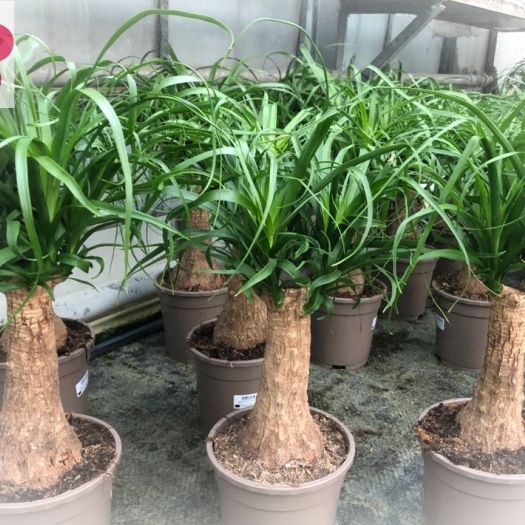 Beaucarnea (Elefantenfuß) Stamm 25/30 T12