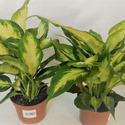 Dieffenbachia `Bertina` 40/45 T12