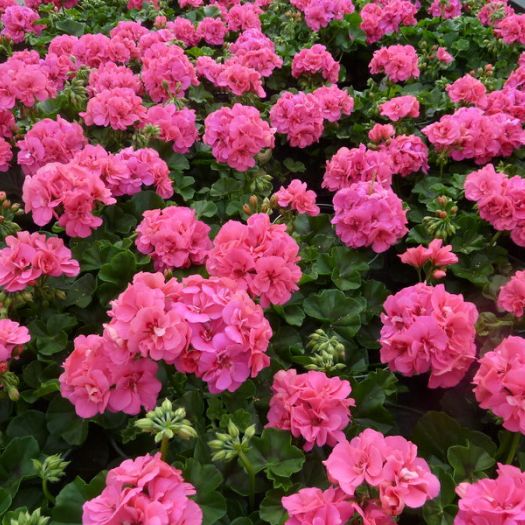 Geranien h&auml;ngend gef&uuml;llt