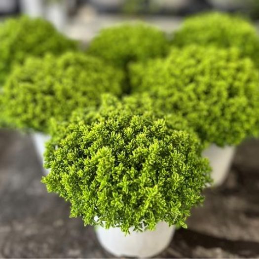 Hebe `Green Globe` Midi T9