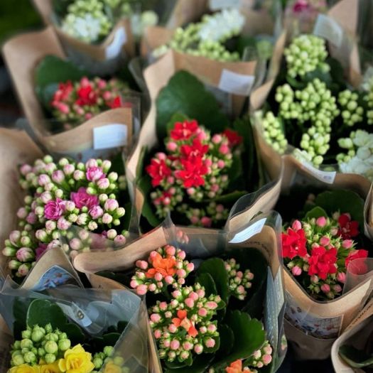 Kalanchoe `Calandiva` Mini T7