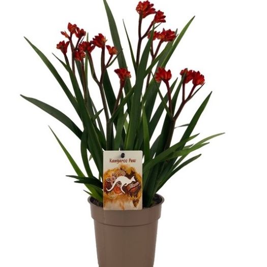 Anigozanthus (Kängurupfötchen) T12