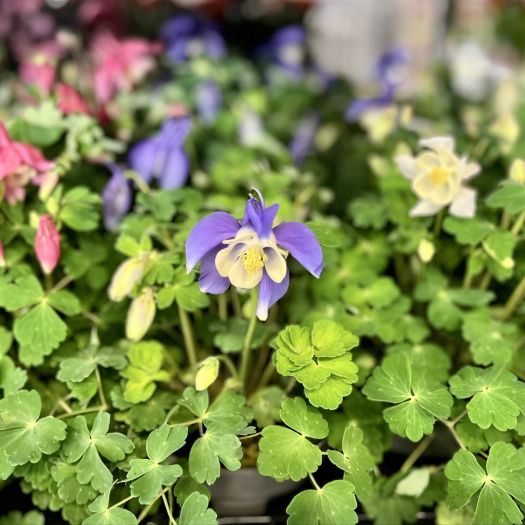 Aquilegia vulgaris (Akelei) T13
