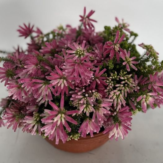 Erica vent. `African Fanfare` Schale