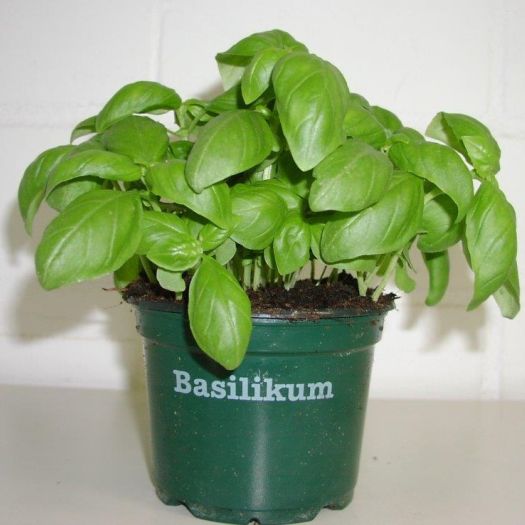 Basilikum Bio DE-ÖKO-006 T12