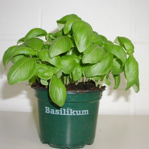 Basilikum Bio