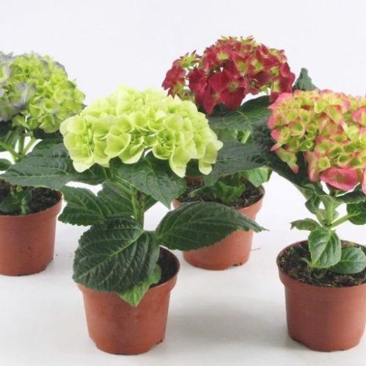 Hydrangea Midi (Hortensie) 1 Blüte