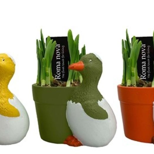 Narcisse "Cuddly Chickens" T14