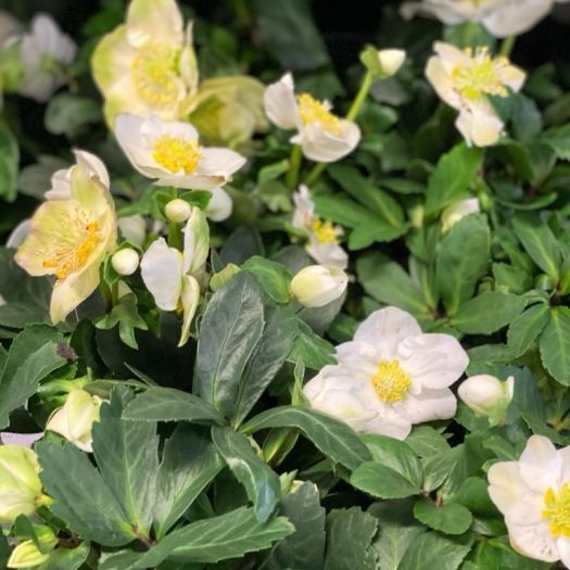 Helleborus (Christrose) Christmas Carol T12