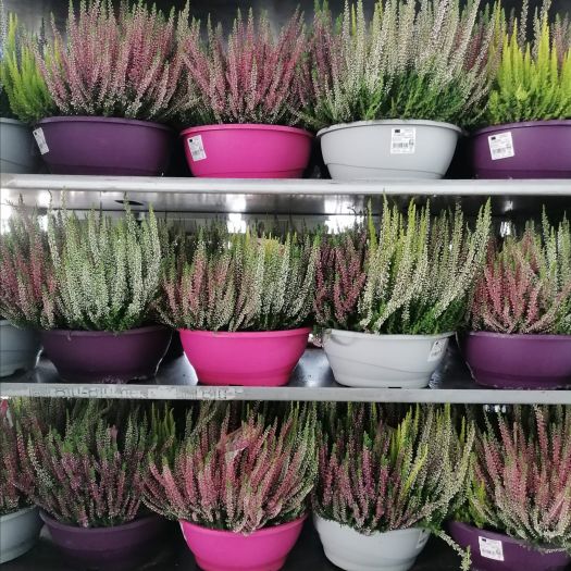 Calluna `High-Five®` 5-farbig Schale