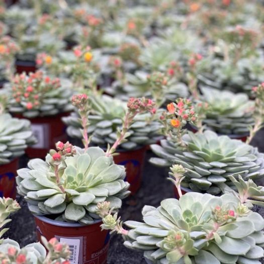 Echeveria 5-9 Blüten