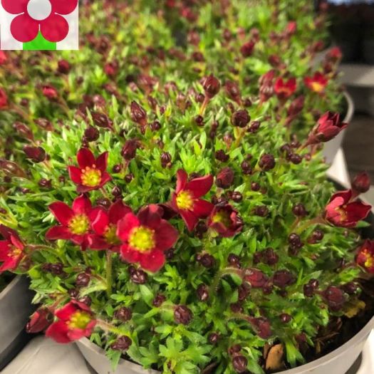 Saxifraga (Steinbrech) T13