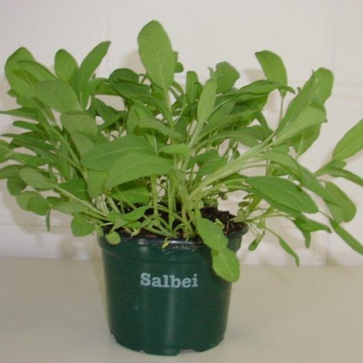 Salbei Bio DE-ÖKO-006 T12