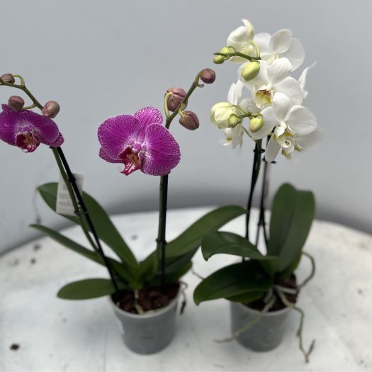 Phalaenopsis `Ich bin aus Bayern` 2 Tack T12