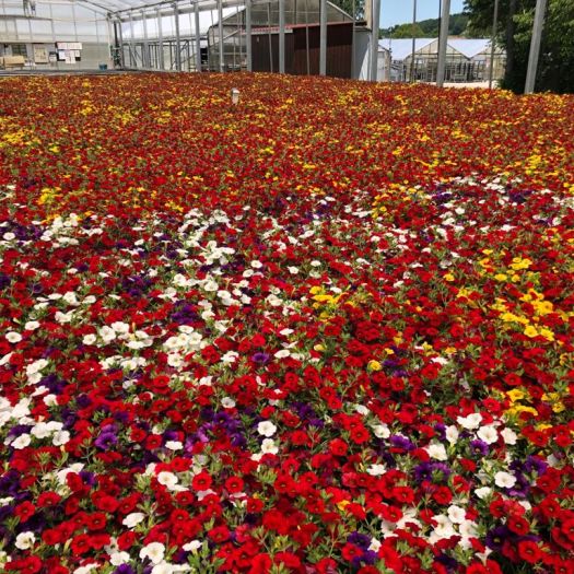 Petunien `Calibrachoa`