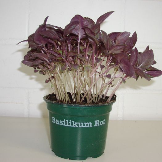 Basilikum rot Bio DE-&Ouml;KO-006 T12