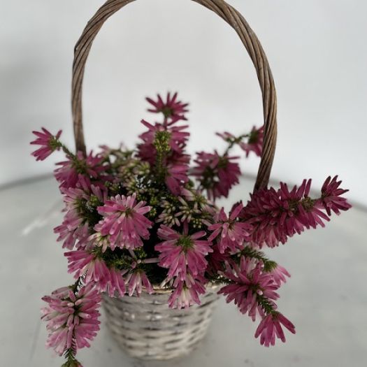 Erica vent. `African Fanfare` Korb