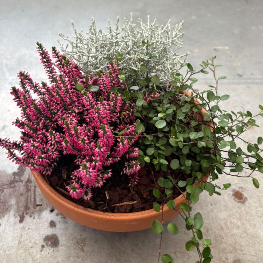 Herbstschale Ton (3 Pflanzen) 19 cm