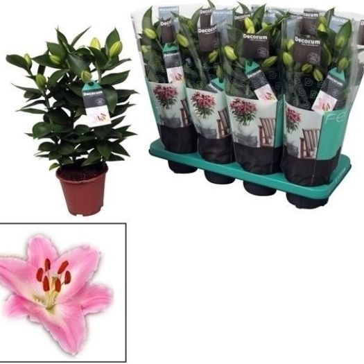 Lilium orientalis Mix T13