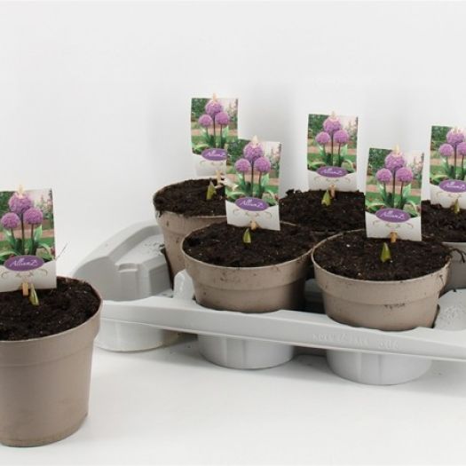 Allium giganteum Mix (Riesen-Zierlauch) T17