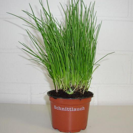 Schnittlauch (aus kontrolliertem Anbau)  T12