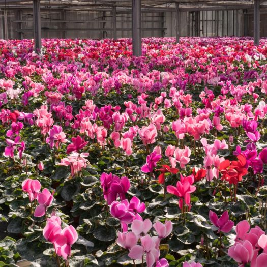 Cyclamen F1 (Alpenveilchen)