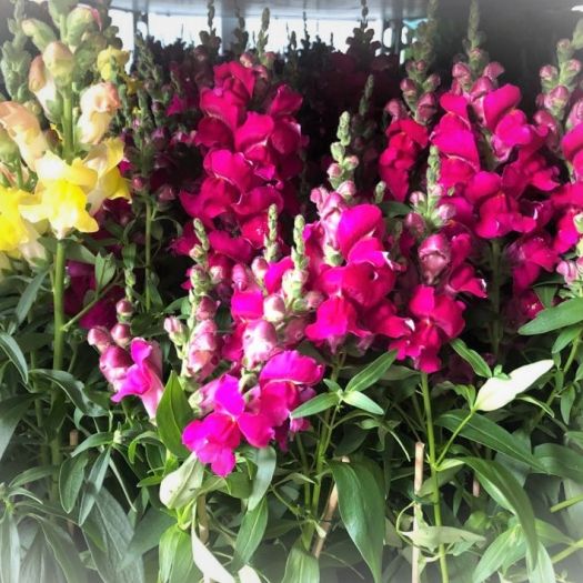Antirrhinum (Löwenmaul) T13