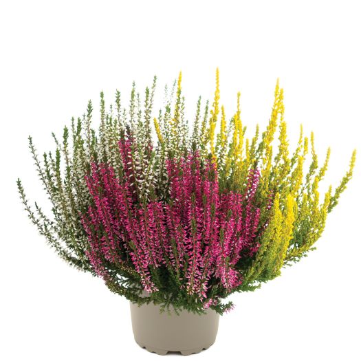 Calluna `Trio Girls` ® 3-farbig T13