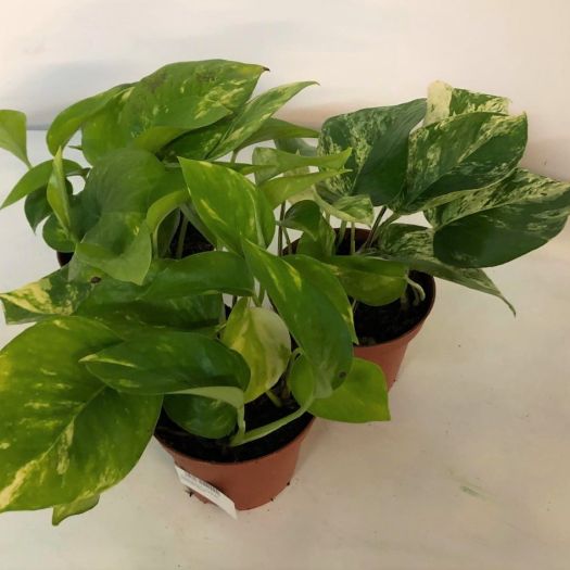 Epipremnum aureum (Efeutute) Mix T12
