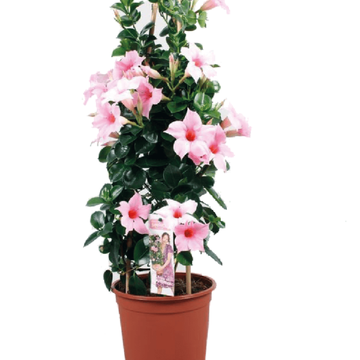 Dipladenia Pyramide T17