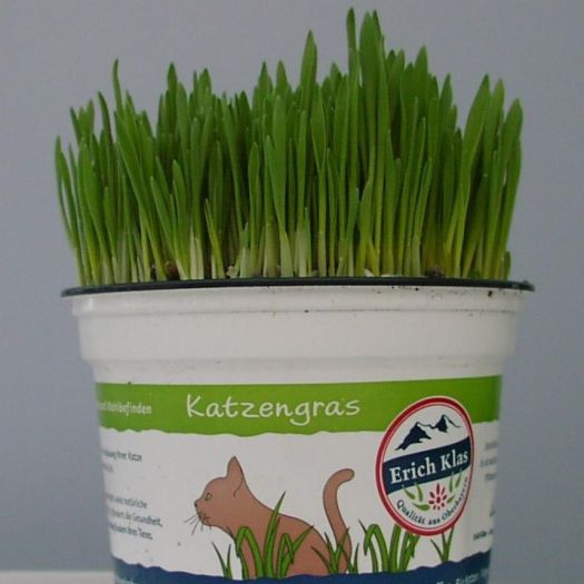 Katzengras Bio-Produktion DE-ÖKO-006 T13