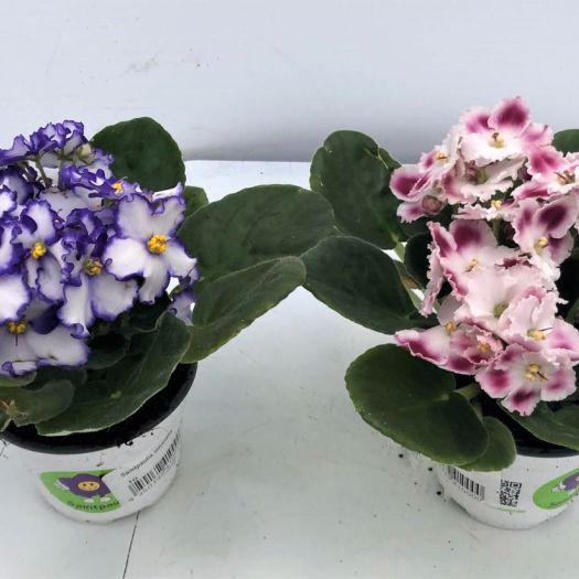 Saintpaulia ionantha (Usambaraveilchen)