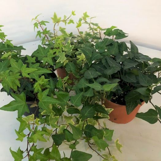 Hedera helix (Efeu) in Sorten T12