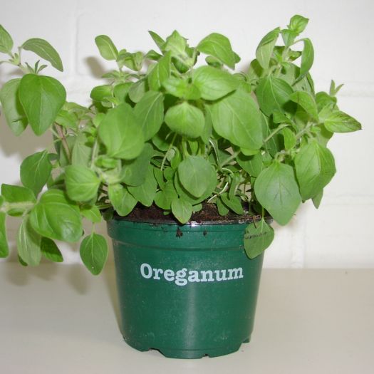 Oregano Bio DE-ÖKO-006