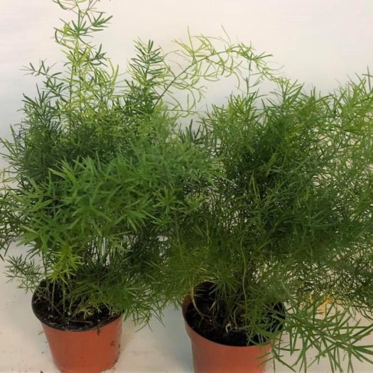 Asperagus sprengeri (Zierspargel) T12