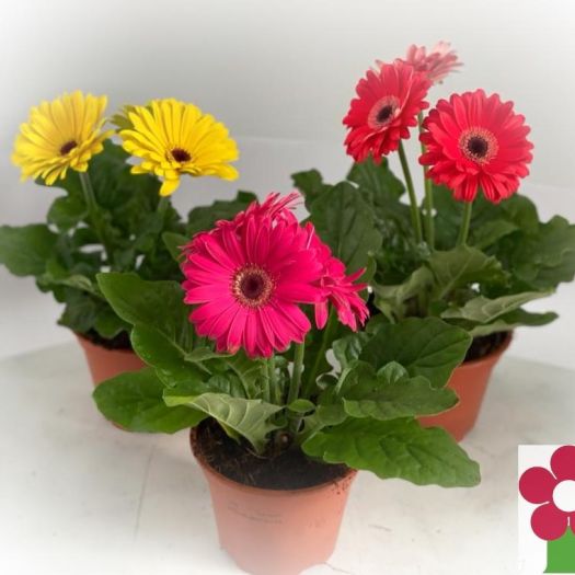 Gerbera Hybriden