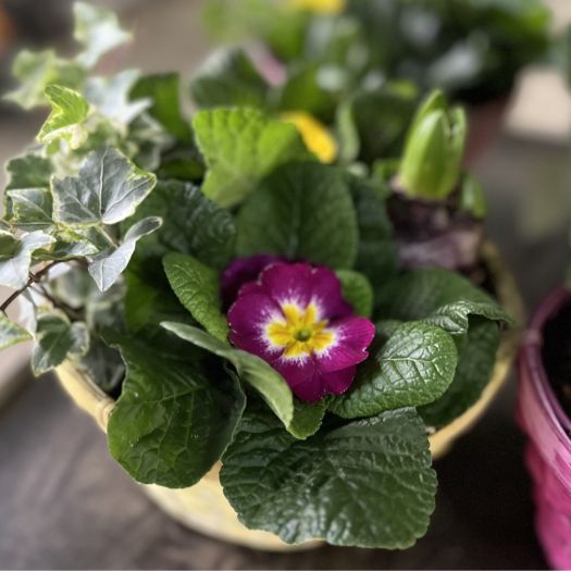 Frühlingskorb bunt (3 Pflanzen) T20