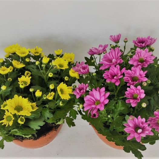 Chrysanthemen Schale in Farben