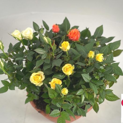 Rosen `Carneval` Trio Schale