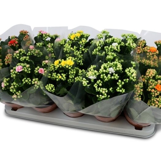 Kalanchoe `Calandiva` gefüllt