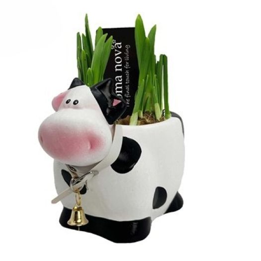 Narcisse "Kuh Maxi" T17