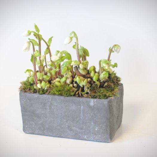 Helleborus Schale (laubfrei)