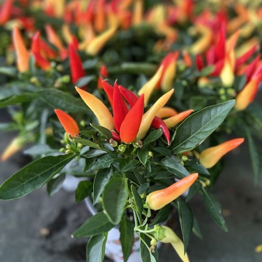 Capsicum (Zierpaprika)