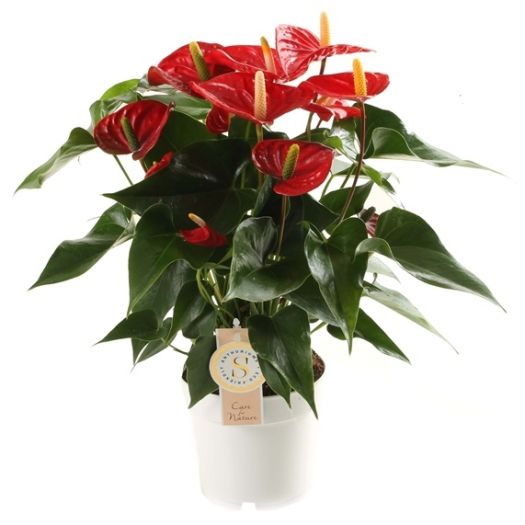 Anthurium `Red Champion` (Flamingoblume)