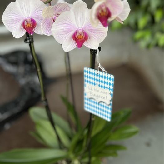 Phalaenopsis `Ich bin aus Bayern` 3/4 Tack
